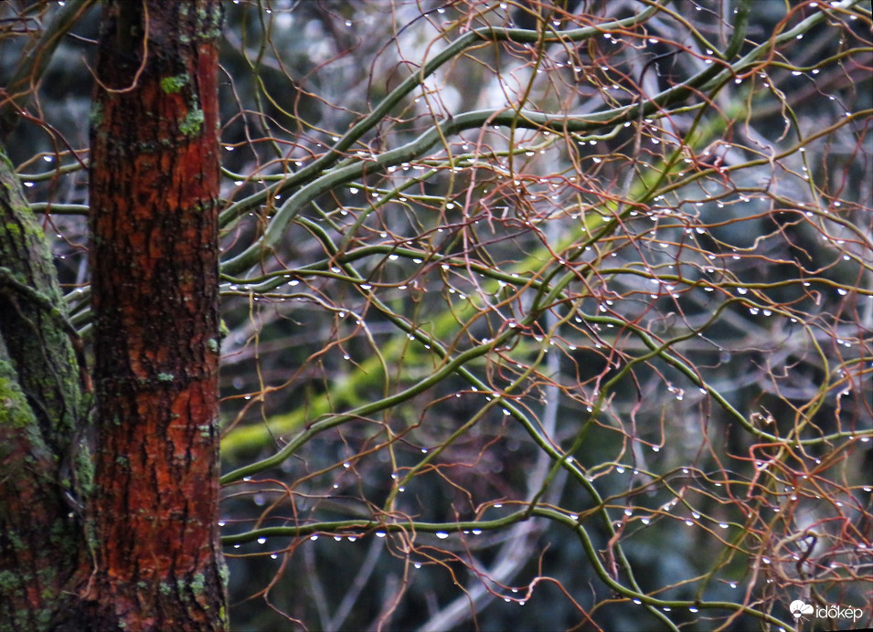 DÁNY, VÍZCSEPPEK AZ ÁGAKON -- 2026 01 30 reggel