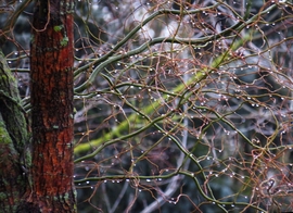 DÁNY, VÍZCSEPPEK AZ ÁGAKON -- 2026 01 30 reggel