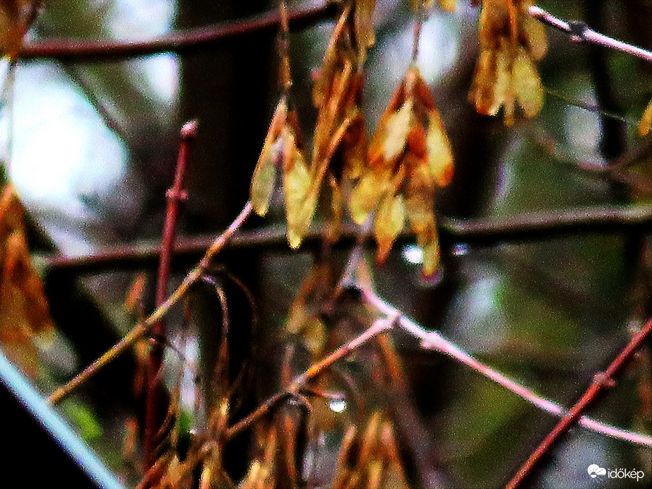 DÁNY, FALEVELEK, AMELYEK TÚLÉLTÉK A JANUÁRI ZORD IDŐKET -- 2026 01 31 