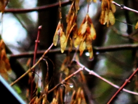 DÁNY, FALEVELEK, AMELYEK TÚLÉLTÉK A JANUÁRI ZORD IDŐKET -- 2026 01 31 