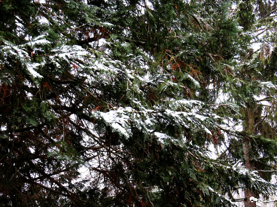 DÁNY, NÉMI HÓVAL KÖSZÖNT BE A FEBRUÁR -- 2026 02 01 reggel