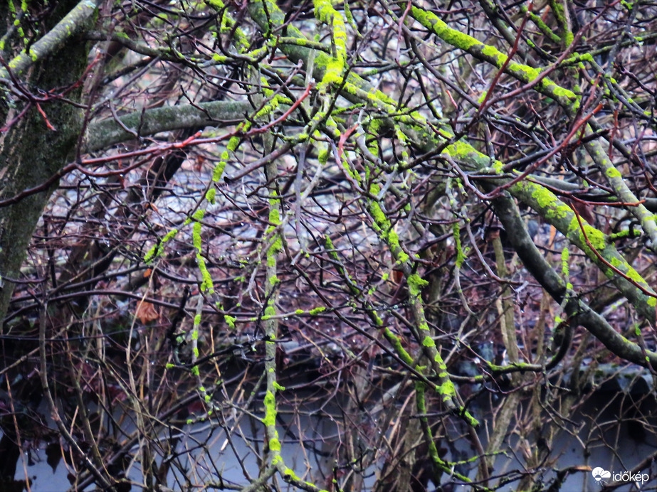 DÁNY, AZ ERDŐ MÁR SZÍNEKET MUTAT -- 2026 02 06 reggel