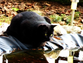 SAFIKA HALAT EBÉDELNE -- 2026 02 07 délidő