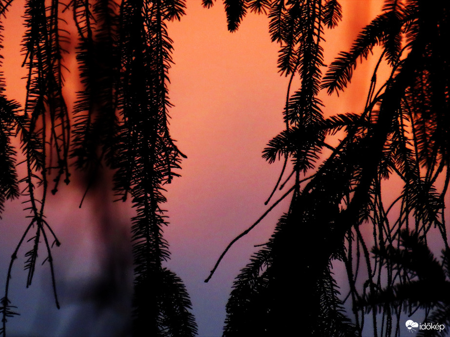 DÁNY, NAPKELTE FÉNYEI A FENYŐ MÖGÖTT -- 2026 02 24