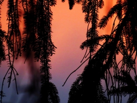 DÁNY, NAPKELTE FÉNYEI A FENYŐ MÖGÖTT -- 2026 02 24