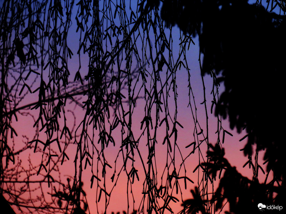 DÁNY, NAPKELTE FÉNYEI A NYÍRFA MÖGÖTT -- 2026 02 24