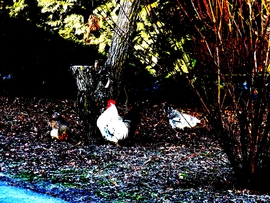 DÁNY, E NAPSÜTÉSES REGGELEN KIRAJZOTT SZÁRNYASOK -- 2026 02 28