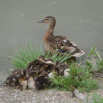 Pihenő 
