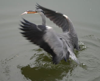 Ebédel a szürke gém