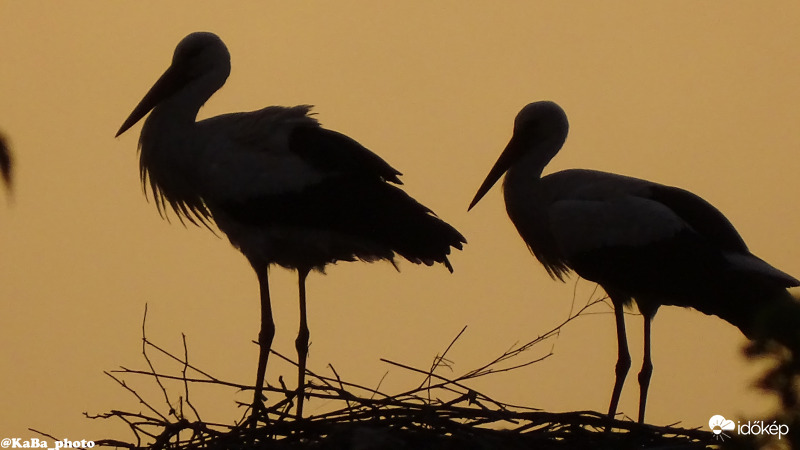 Gólyák a naplemente fényében