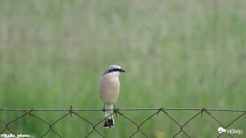 Tövisszúró Gébics