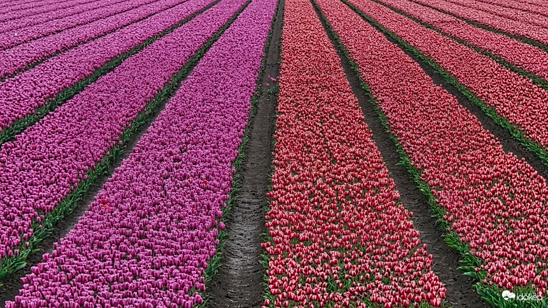 Tulipánok absztraktja