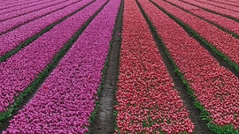 Tulipánok absztraktja
