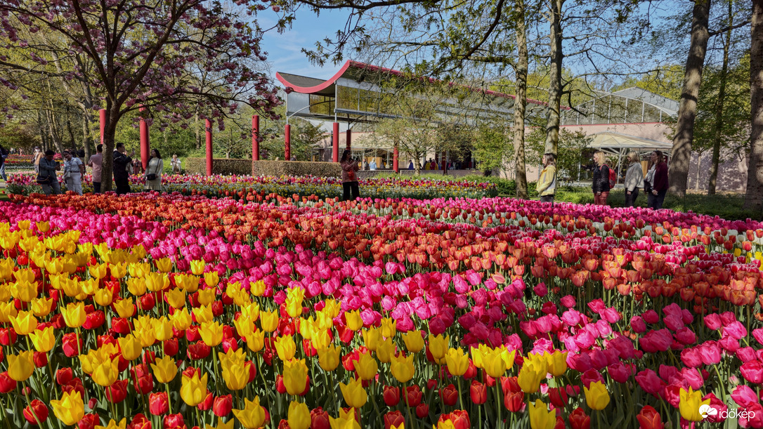 Keukenhof kapuján túl.