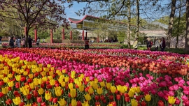 Keukenhof kapuján túl.
