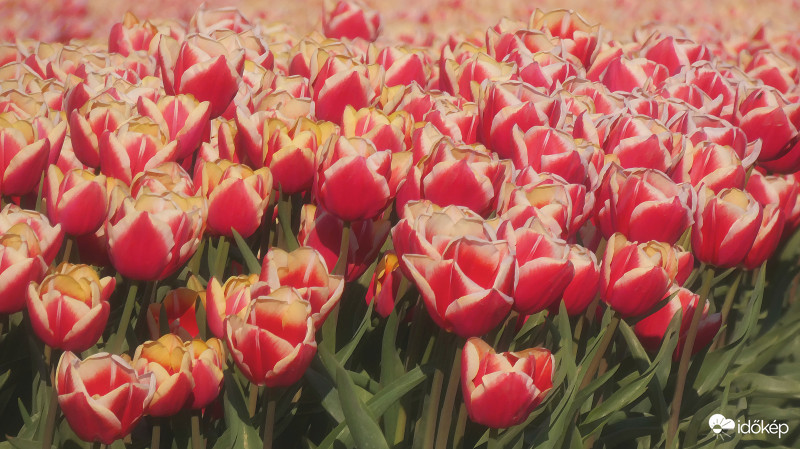 Tulipánok II, Netherland