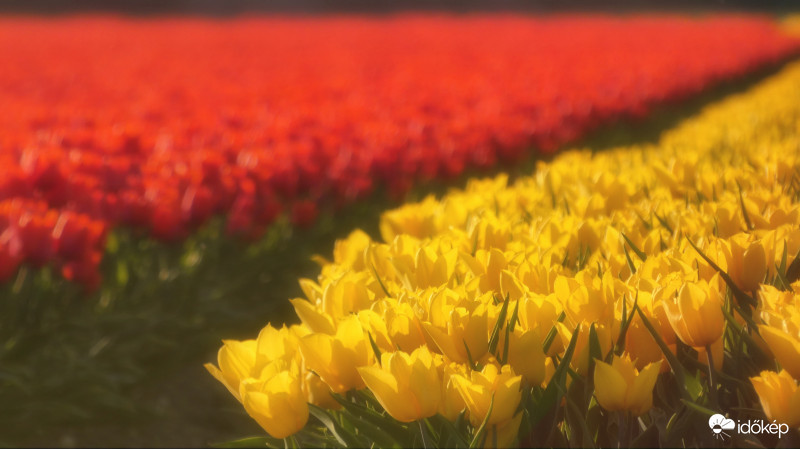 Tulipánok, Netherland