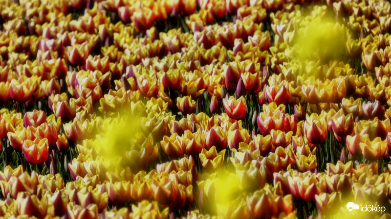 Tulipánok, 2020. Hollandia