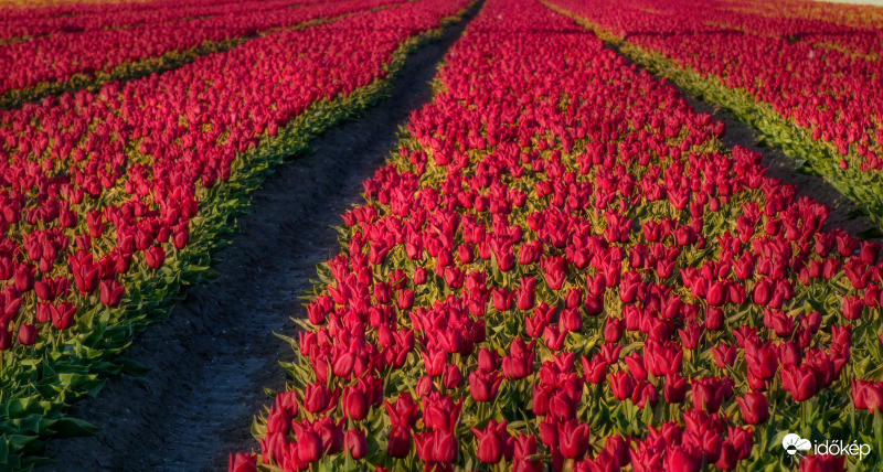 Tulipán mező