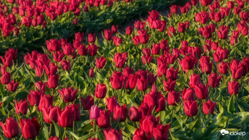 Idei tulipánok