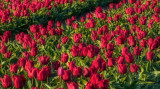 Idei tulipánok