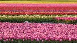 TulpenRoute, 2022