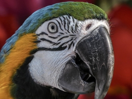 A Portré 