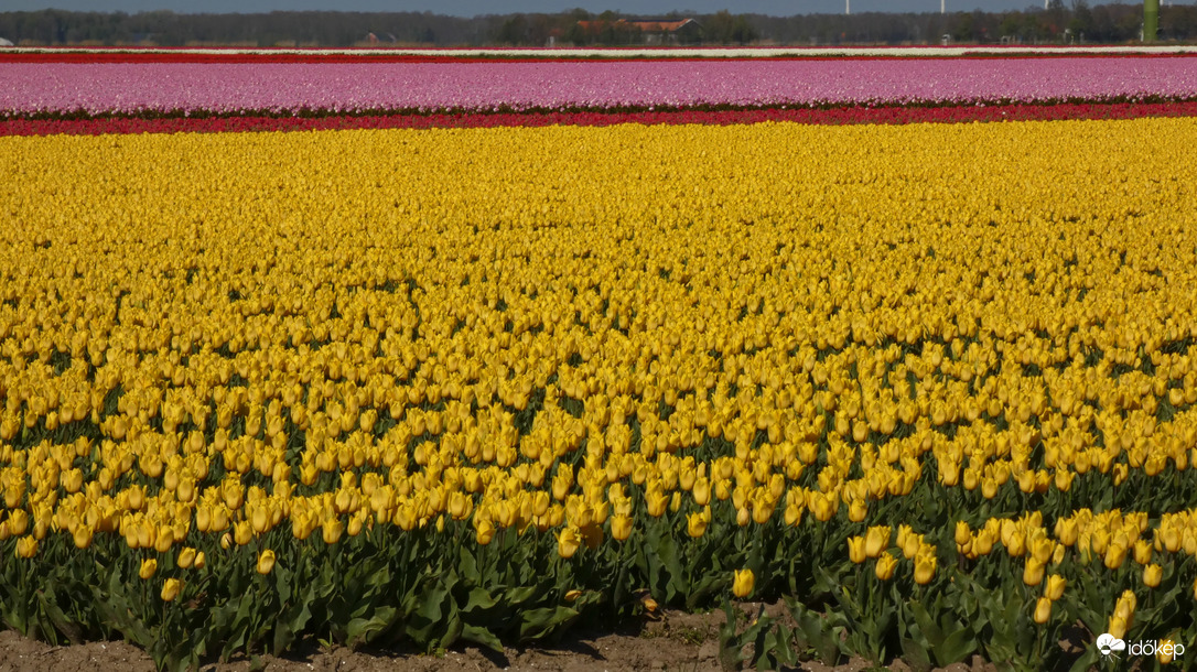 Tulipán-mező, Flevoland