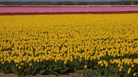 Tulipán-mező, Flevoland