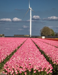 TulpenRoute, 2023