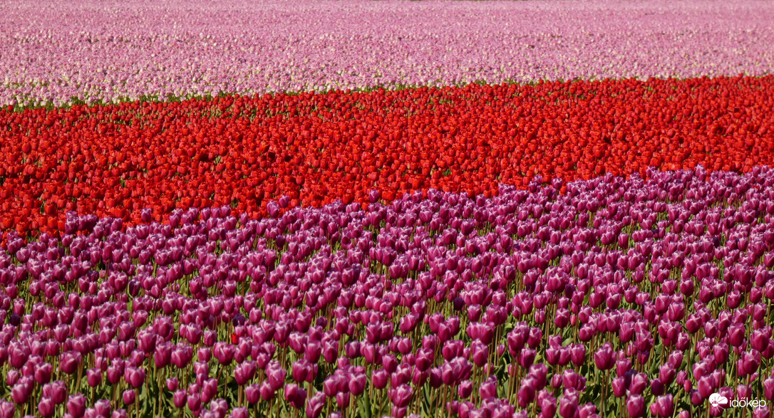 Tulips Flevoland