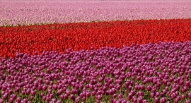 Tulips Flevoland