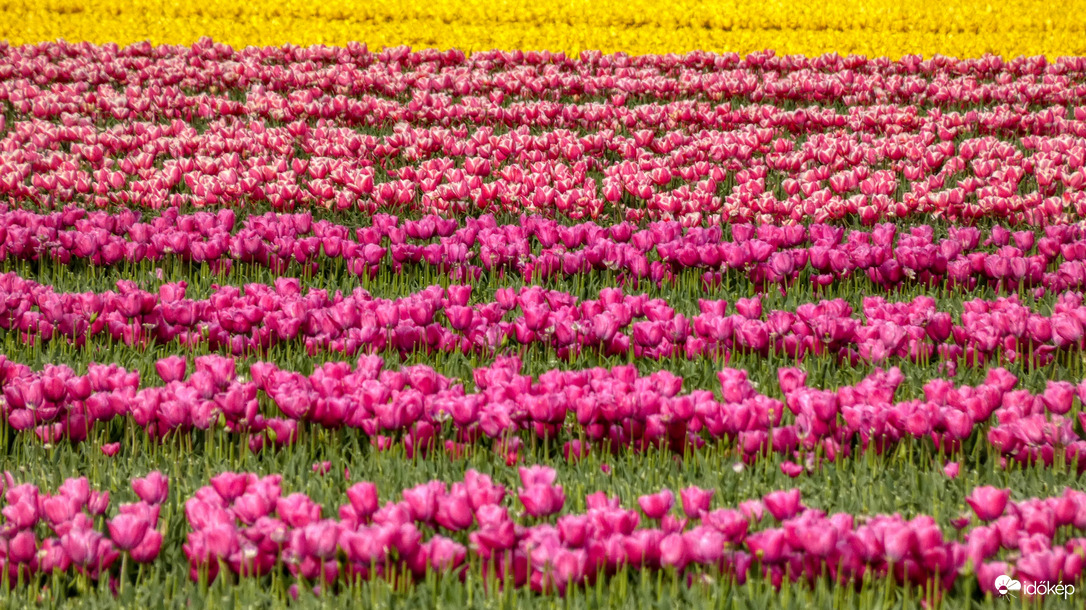 TulpenRoute, Swifterbant.