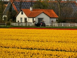 Sárga tulipánmező