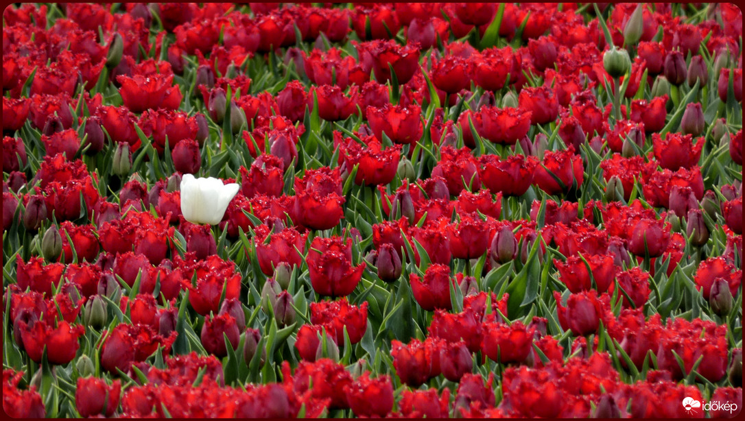 Egy fehérke tulipán