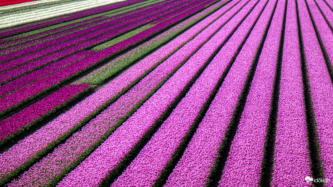 Tulipános Hollandia