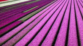 Tulipános Hollandia