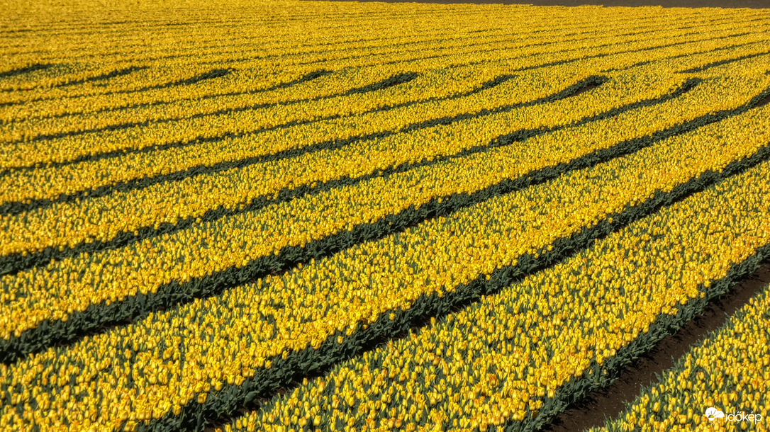 Sárga tulipánmező