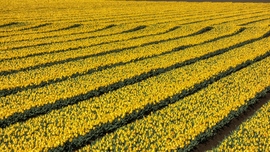 Sárga tulipánmező