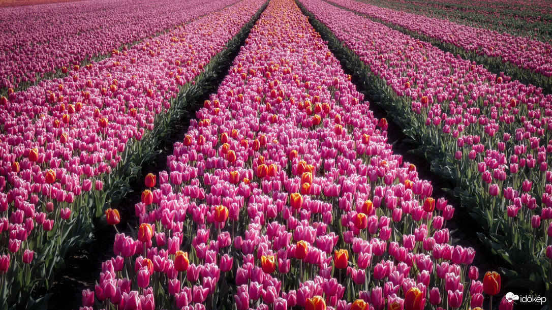 Tulpenroute, Dronten.