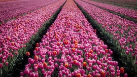 Tulpenroute, Dronten.