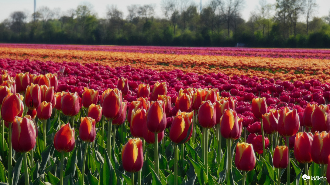 Holland áprilisi tájkép.