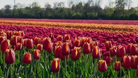 Holland áprilisi tájkép.