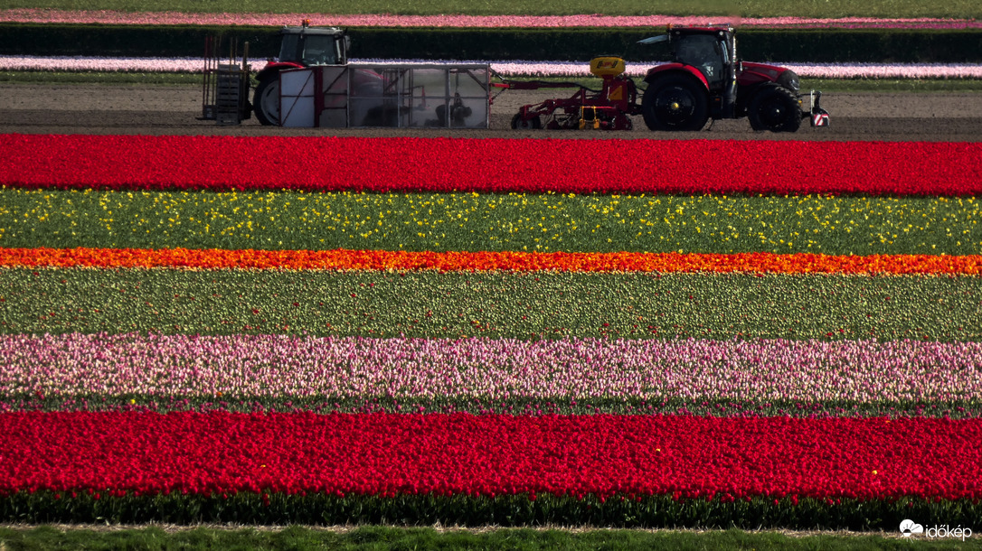 Tulipán mező, Lisse.
