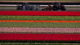 Tulipán mező, Lisse.