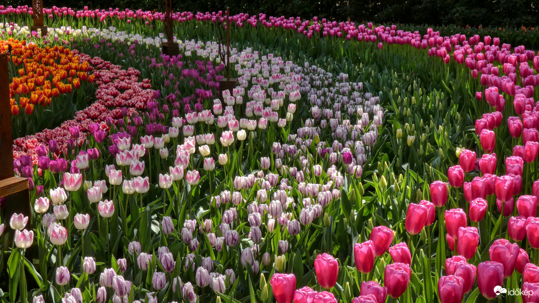 Tulipánsokk