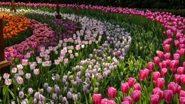 Tulipánsokk