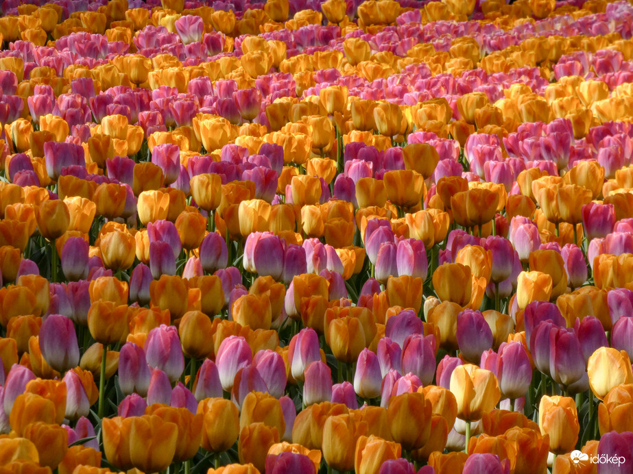 Keukenhof, 2025.