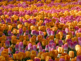 Keukenhof, 2025.