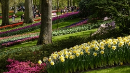 Keukenhof virágoskertje